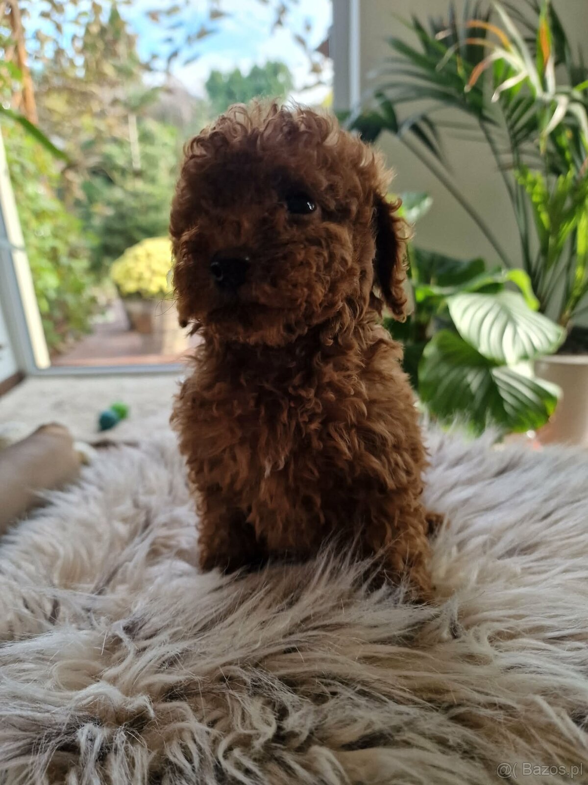 Pudel toy chlopczyk badania genetyczne - 7