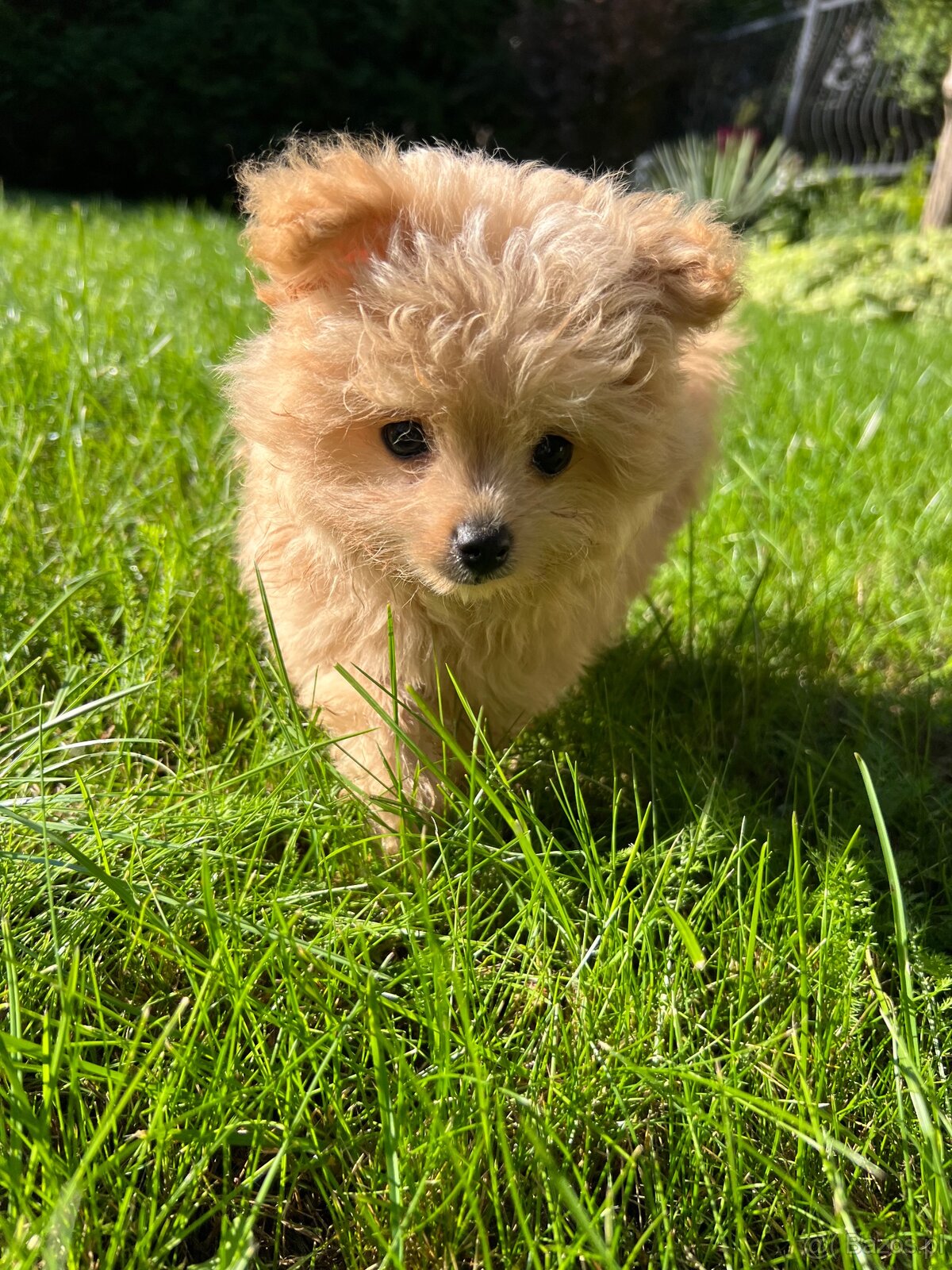 Piesek Pomapoo Maltipoo Miniaturka puchaty miś pies z rodowo - 7