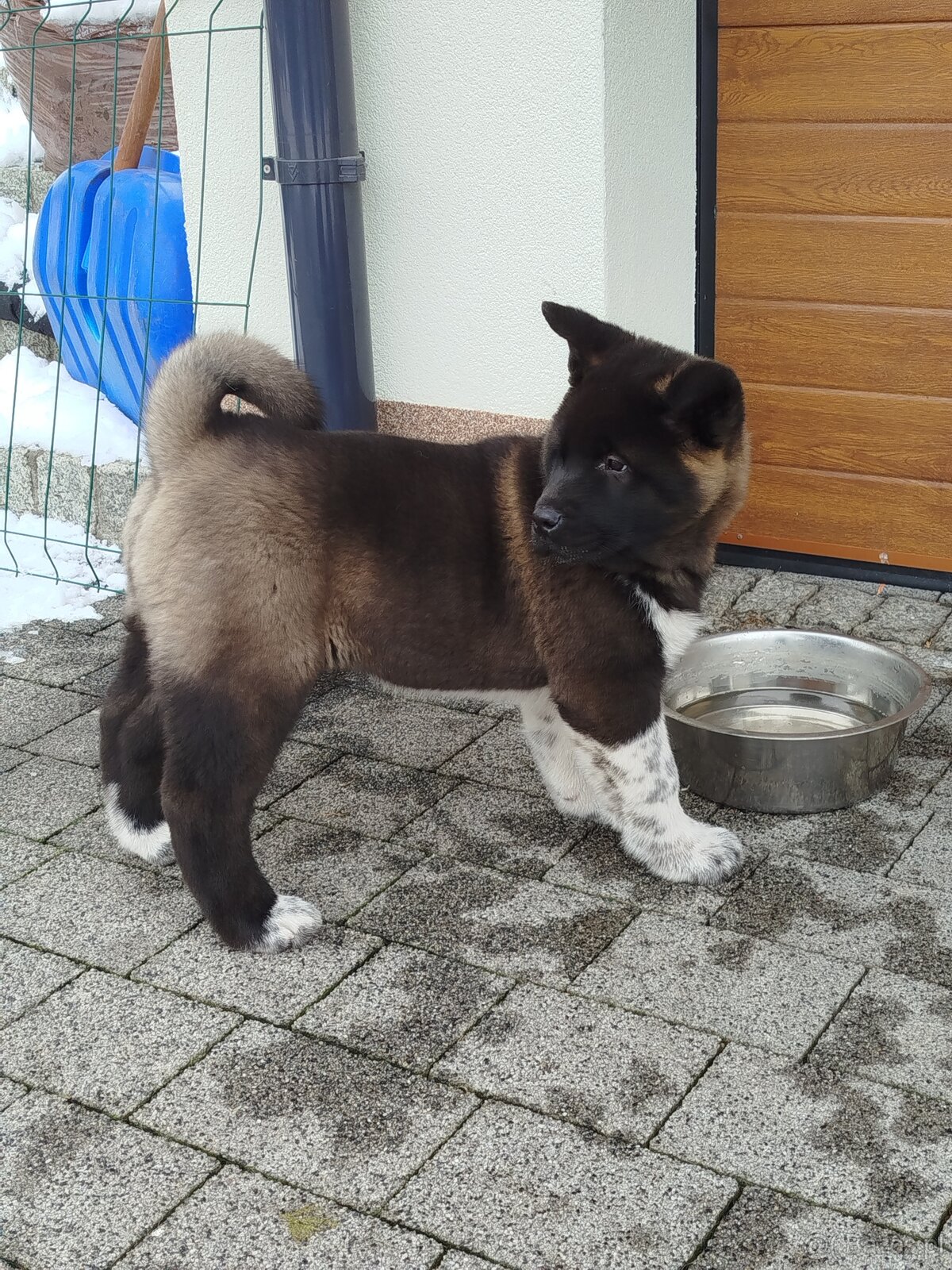 Akita amerykańska suczka - 7