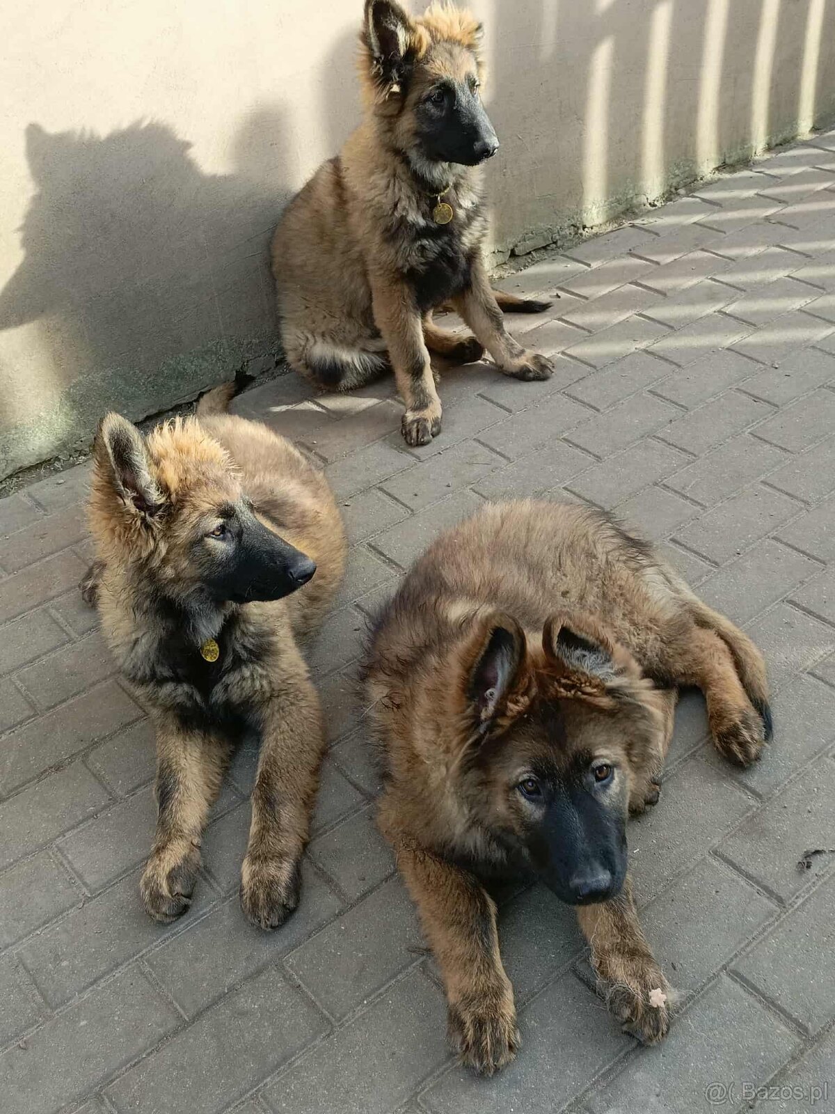 Suczka owczarek niemiecki długowłosy - 7