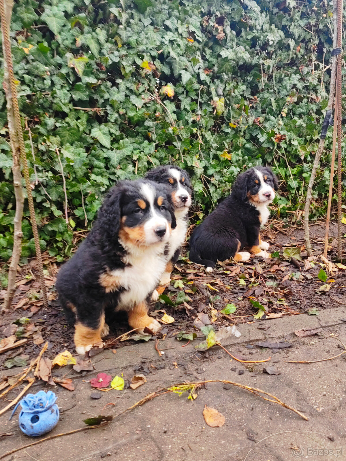 Szczenieta Berneński Pies Pasterski - 7