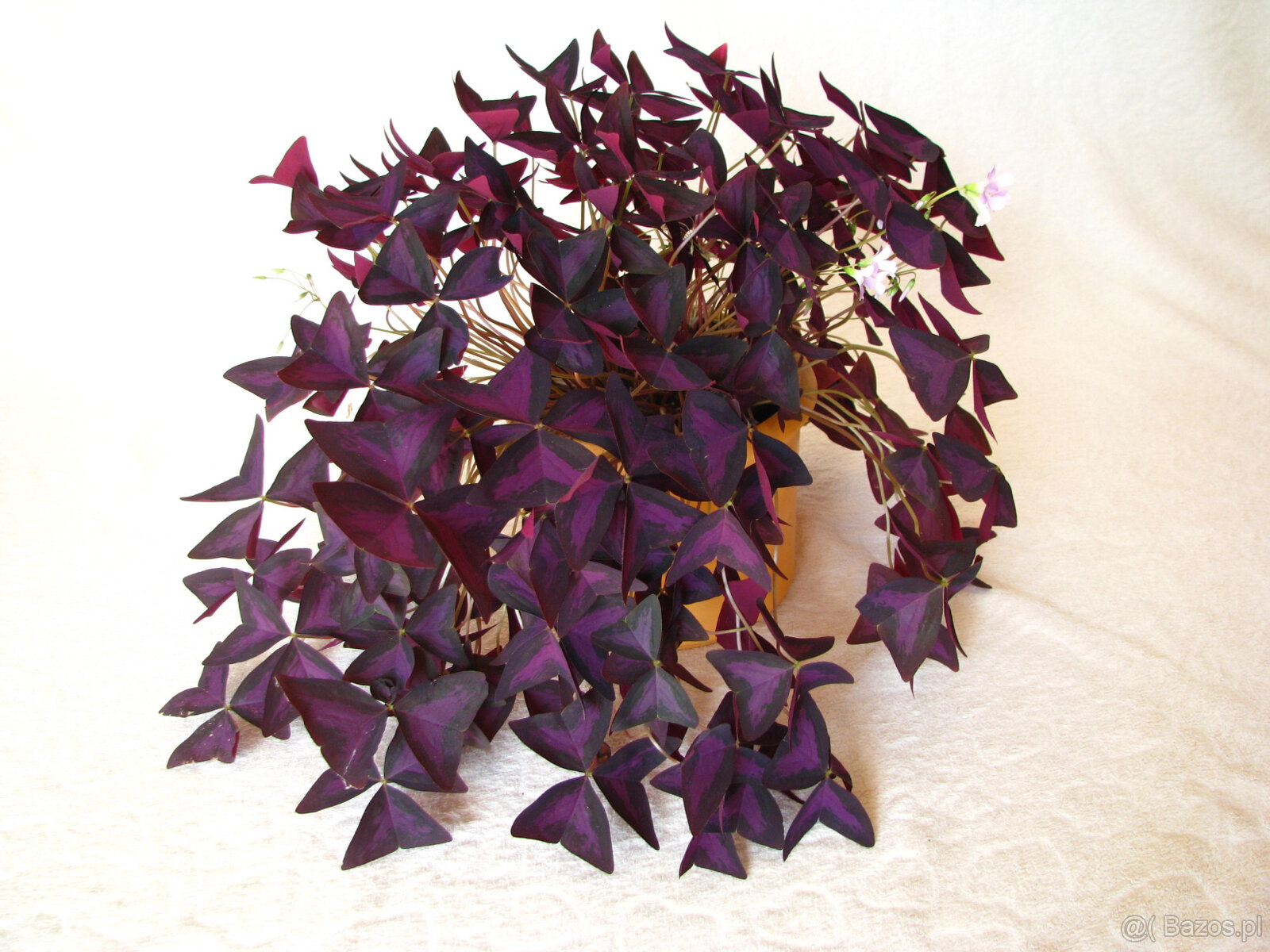 Szczawik trójkątny purpurowy na taras do mieszkania oranżeri - 7