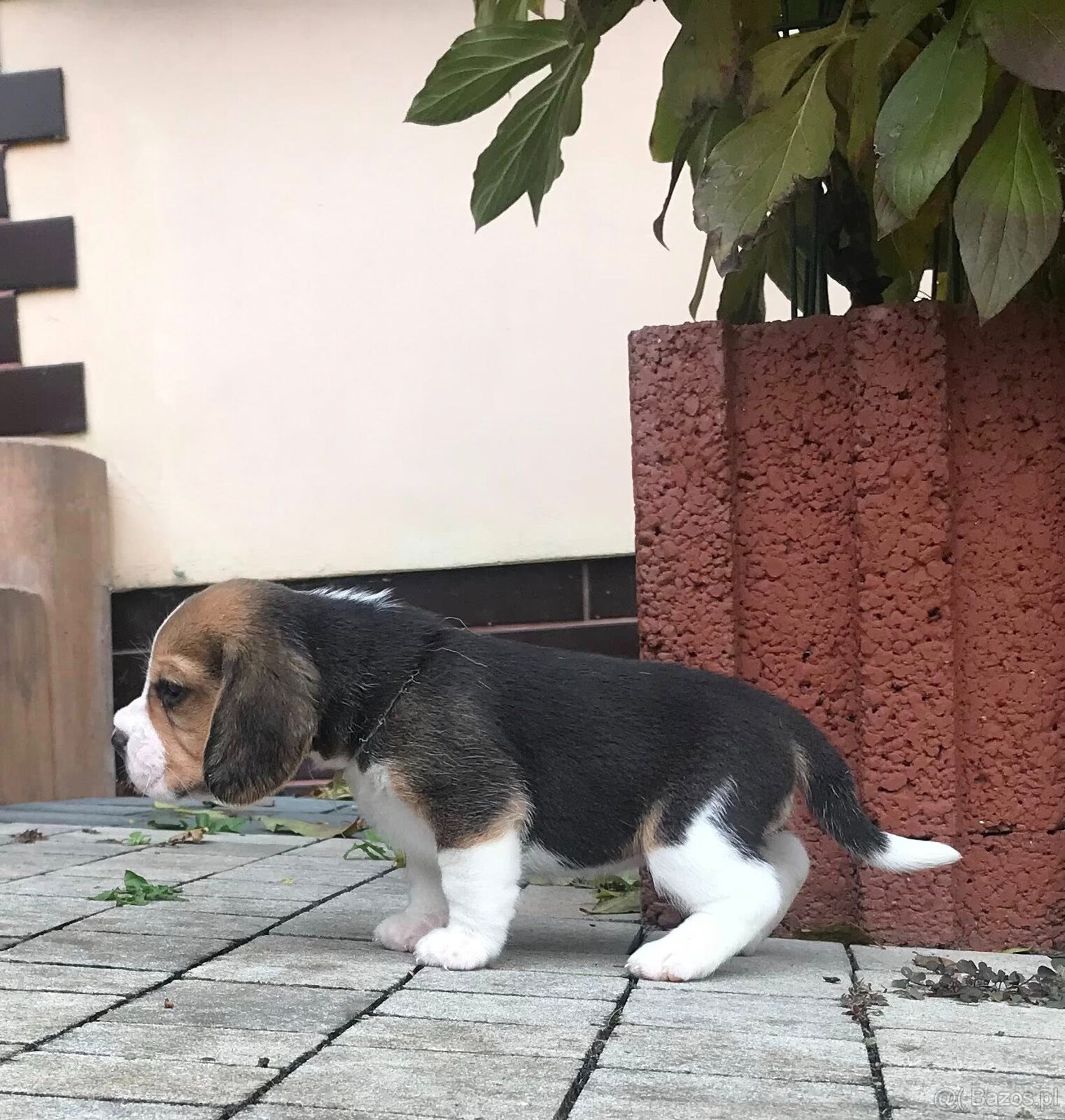 Beagle / Bigle - szczenięta rodowodowe ZKwP / FCI po Champio - 7