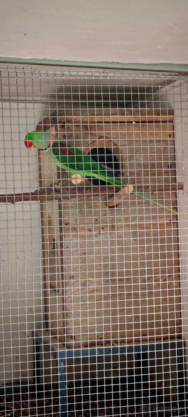 Alwksandretty wielke, kakadu ruzove - 7