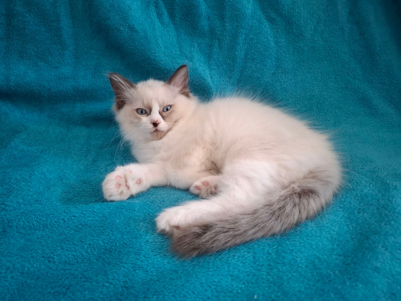 Rodowodowe kocięta Ragdoll - gotowe do zamieszkania - 7