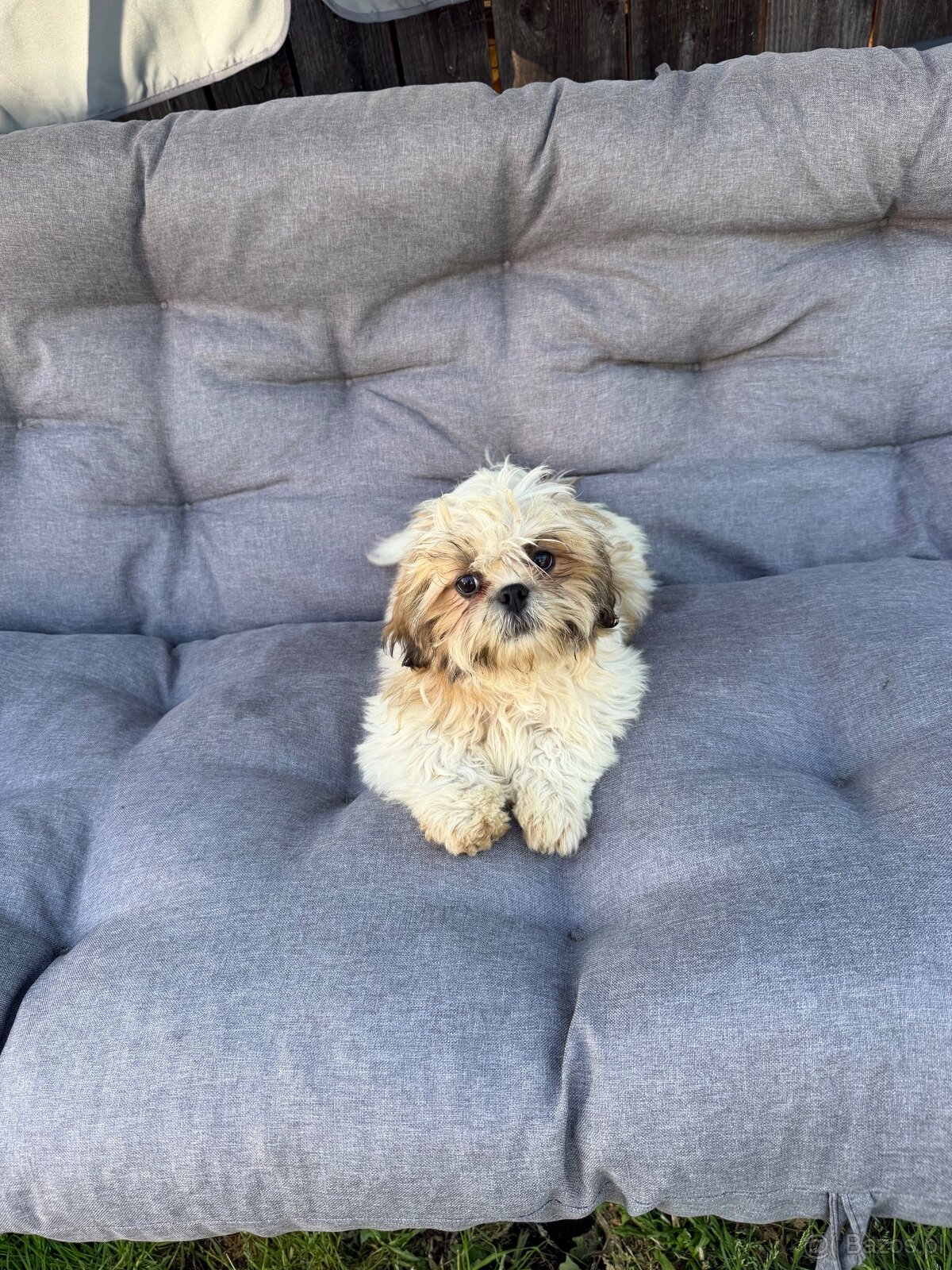 Szczeniaki Shih tzu - 7