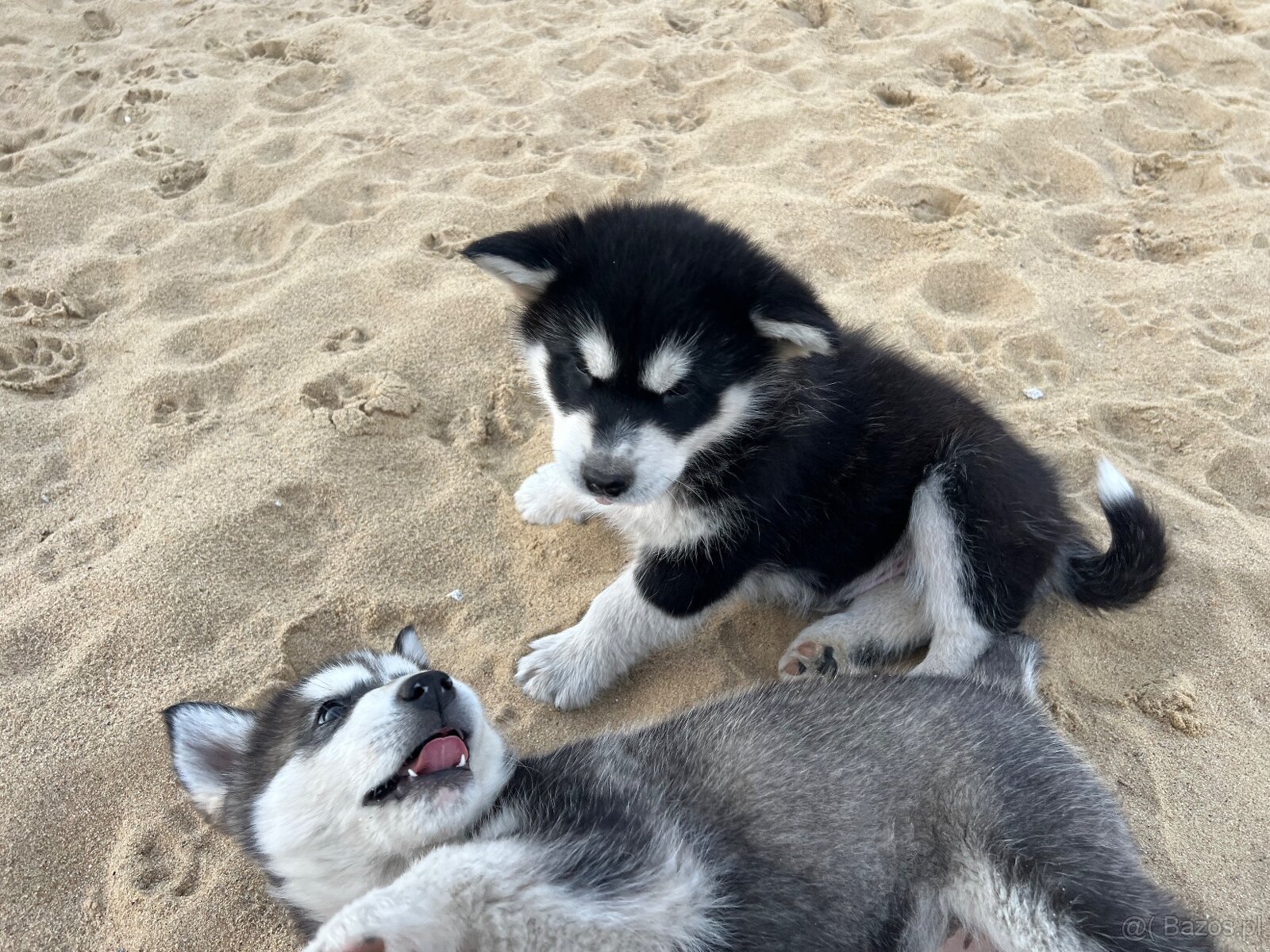 Alaskan Malamute szczeniaki - 7