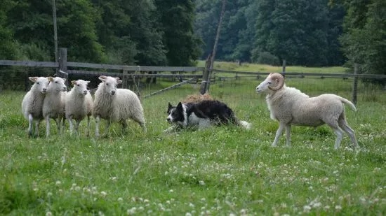 Rasowa suczka XJA ee-red Border Collie z pełną dok. przebada - 7