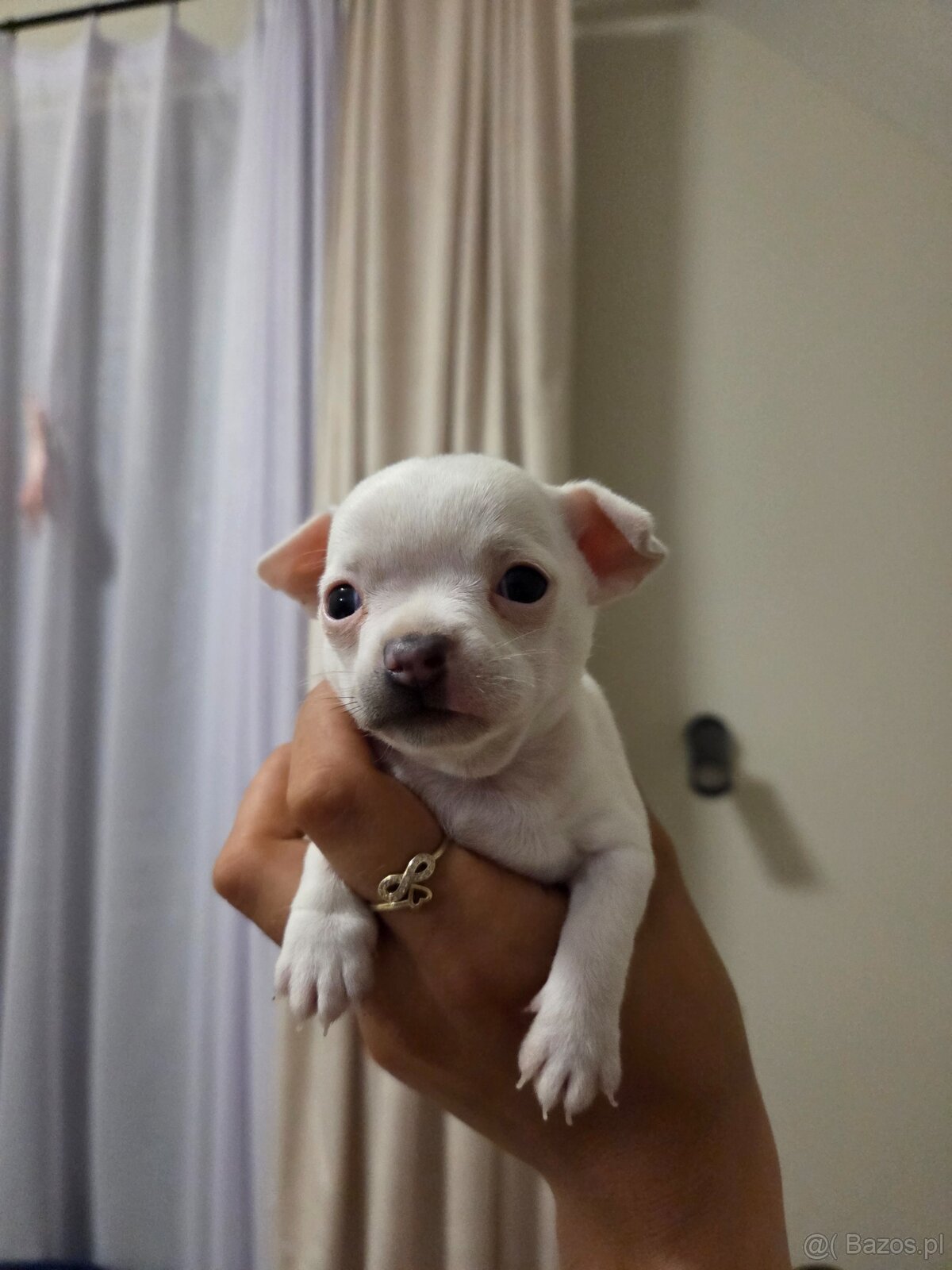 Sprzedam pieska chihuahua - 7