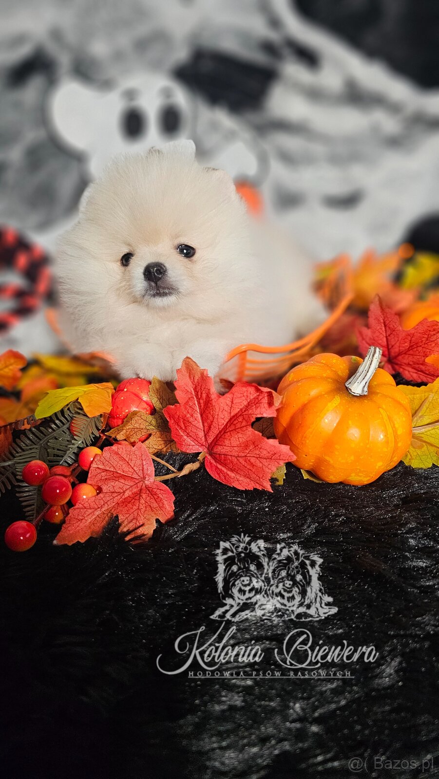 Szpic Miniaturowy/Pomeranian PASZPORT - 7