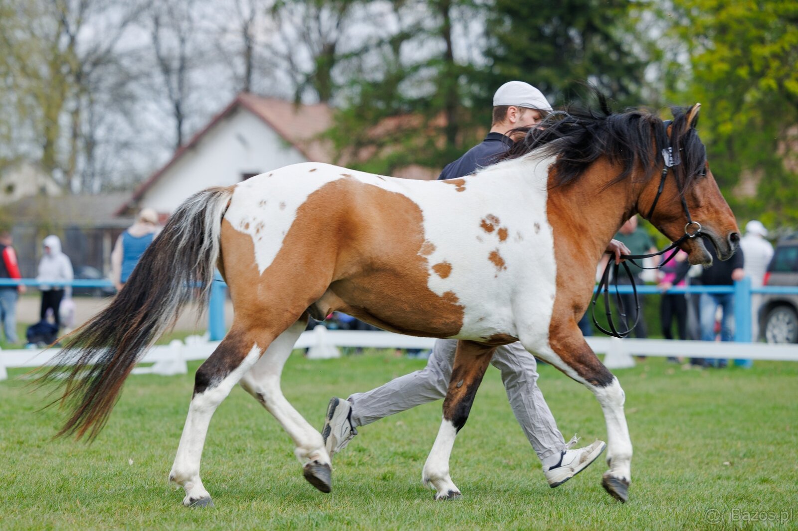 Ogier L-Karat srokaty tobiano homozygota - 7