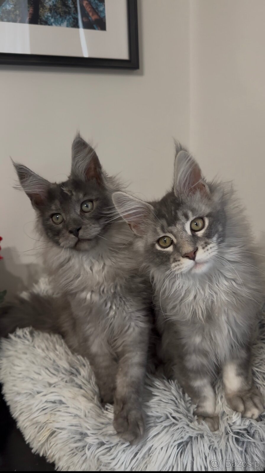 Maine Coon kocurki na sprzedaż - 7