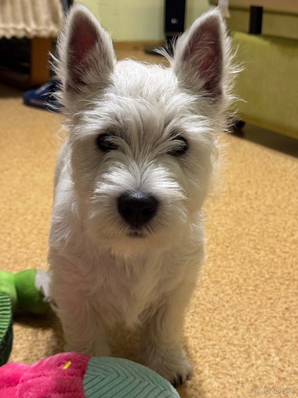 West Highland White terrier - 7
