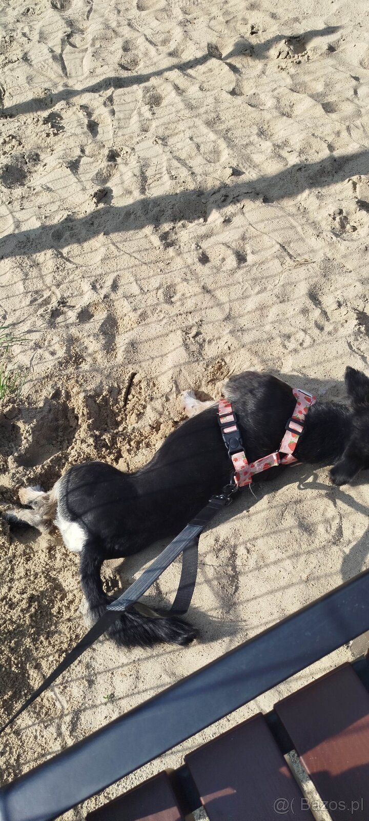 Zenio PILNIE szuka nowego domu - 7