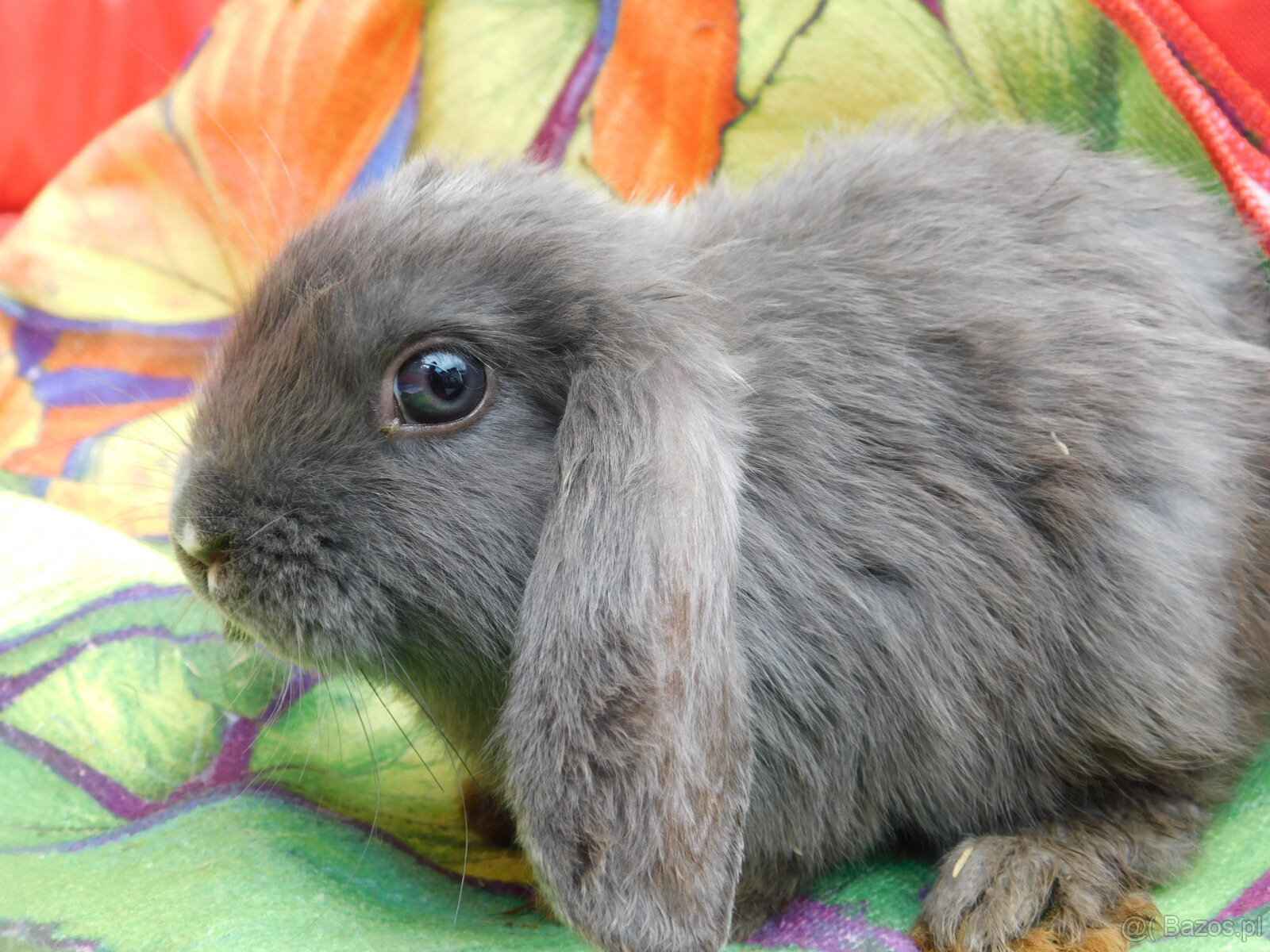 Niebieskie baranki mini lop - 7