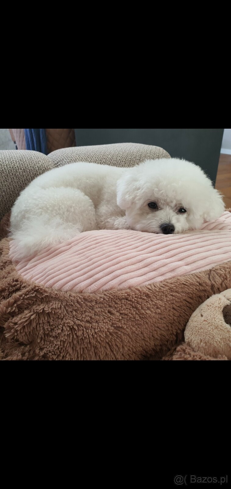 Szczeniaczki Bichon Frise - 7