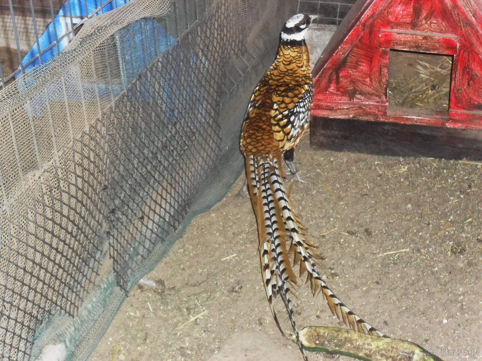 sprzedam młode bażanty - 7