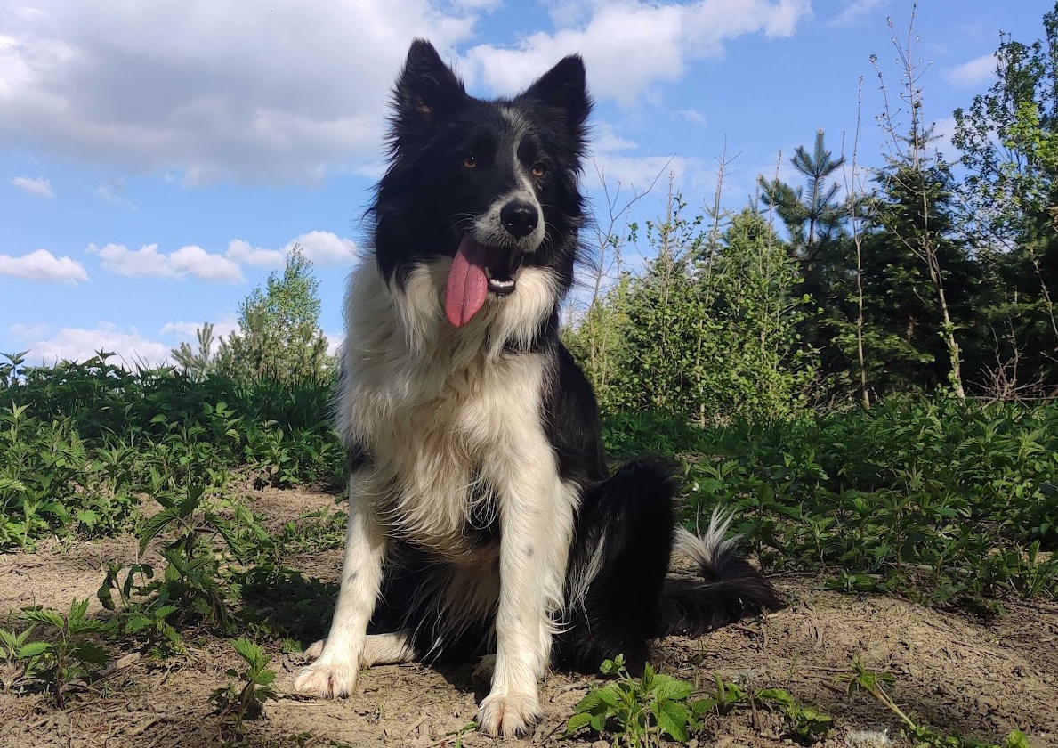 Wspaniały Pies FABIO - BORDER COLLIE z pełną dok. super rodz - 7