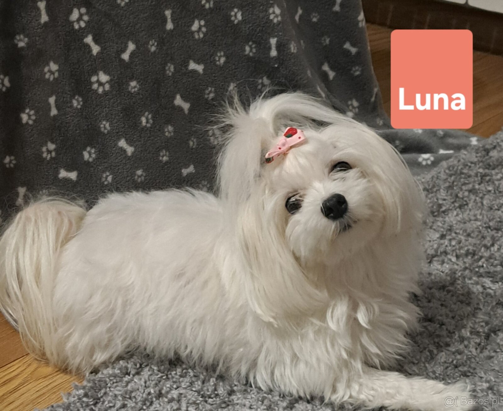 Maltańczyki suczki - 7