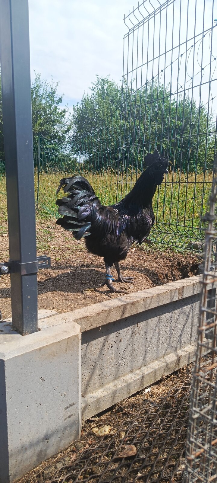 Ayam Cemani - 7