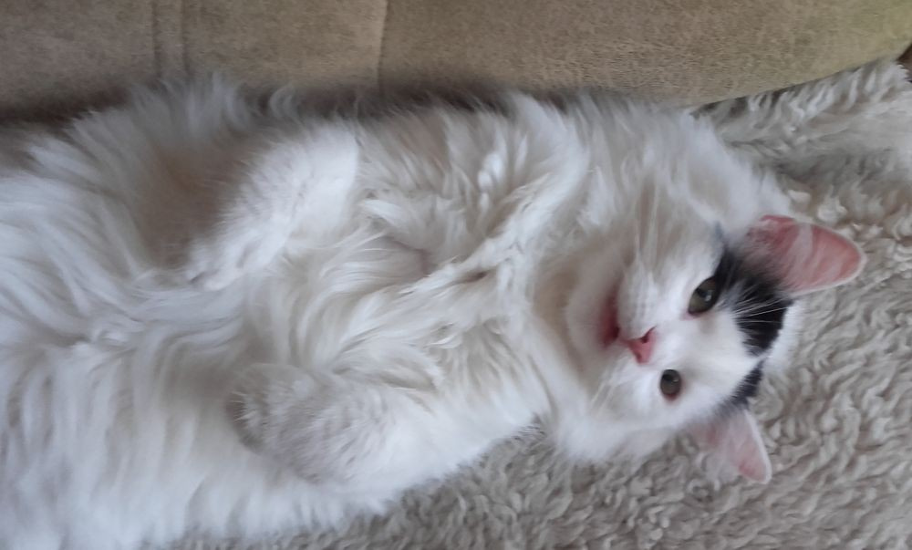 Kociaki z dłuższym futerkiem 10 mies. - 7