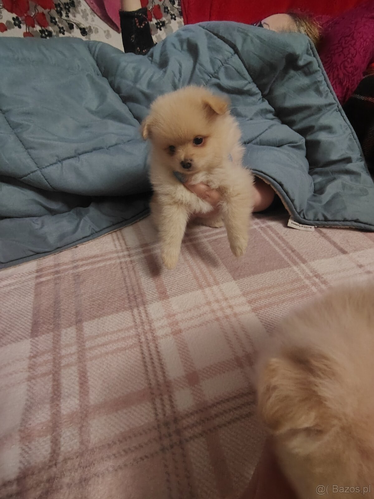 Sprzedam piesków rasy szpic - 7