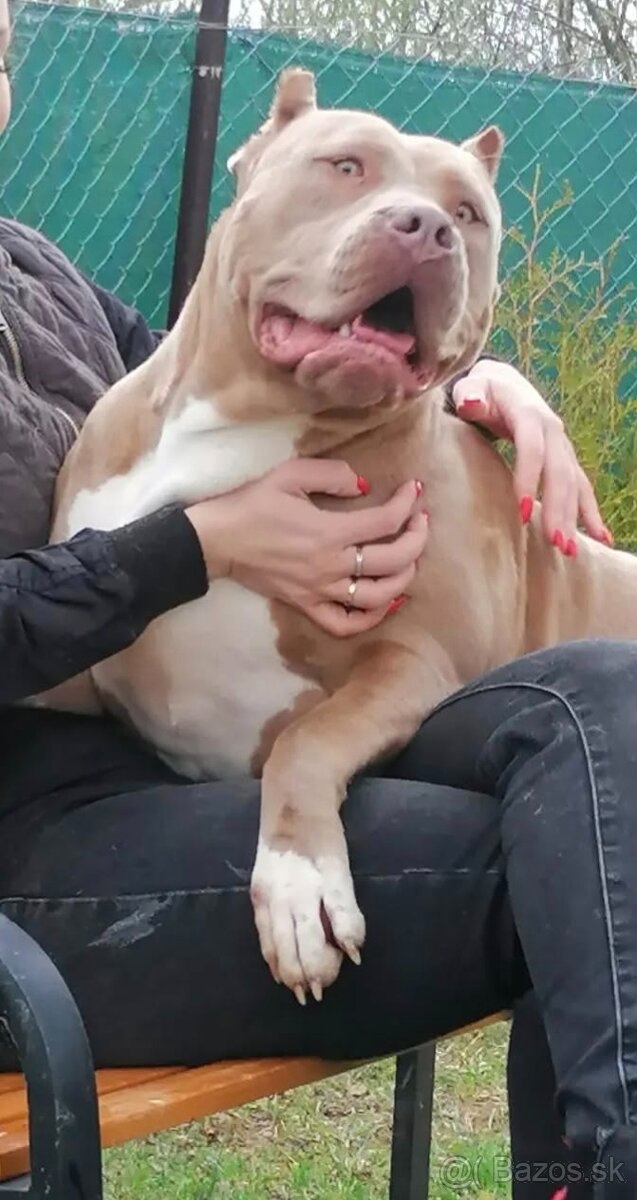 AMERICAN BULLY XXL - 7