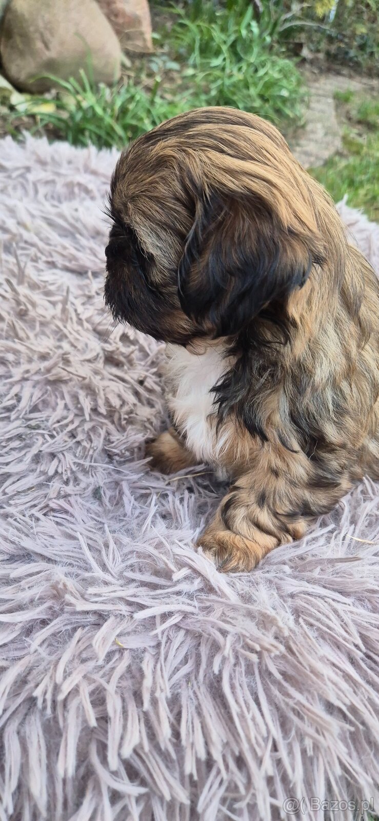 Shih tzu szuka domku - 7