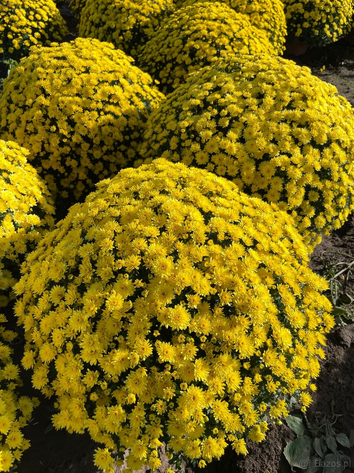 Sprzedam chryzantemy - 7