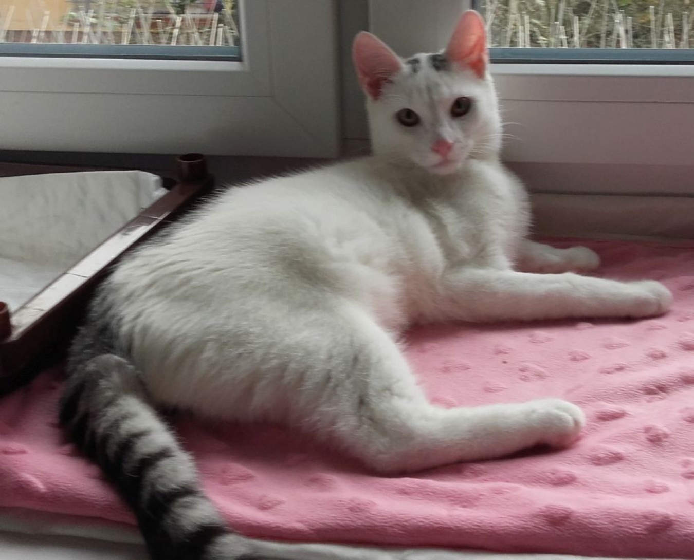 Kociaki słodsze od cukru - 7