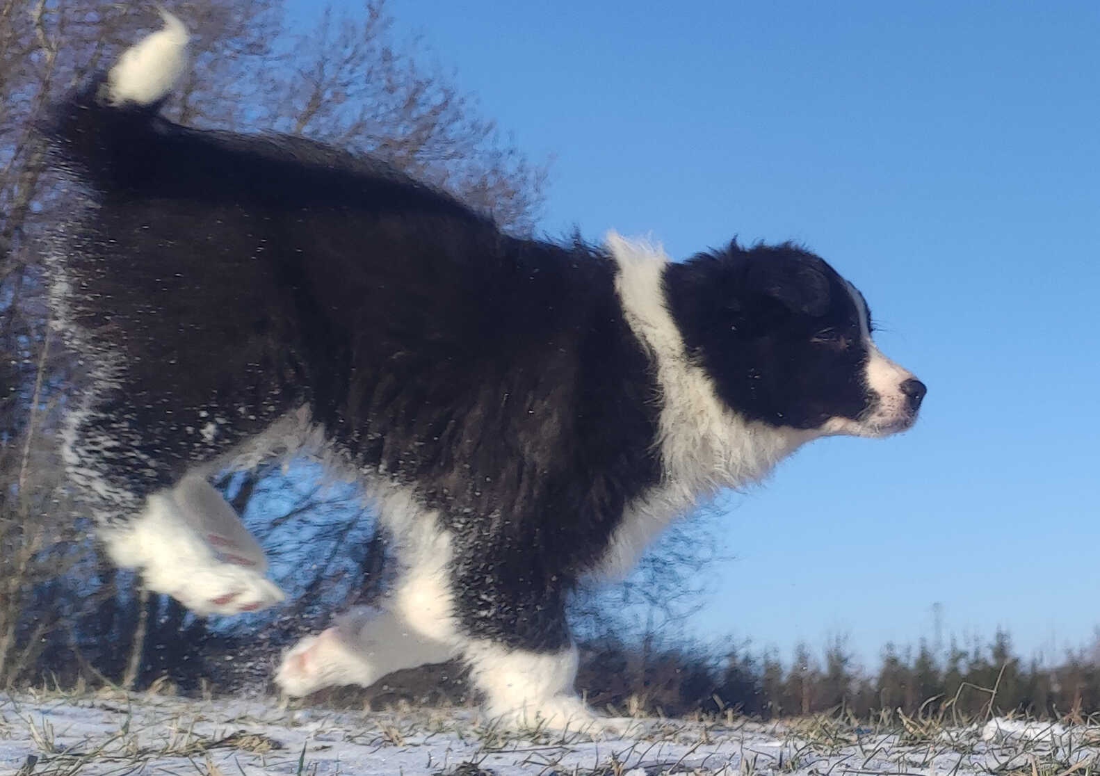 Rasowa Suczka BORDER COLLIE z Hodowli - Szczenię z pełną dok - 7