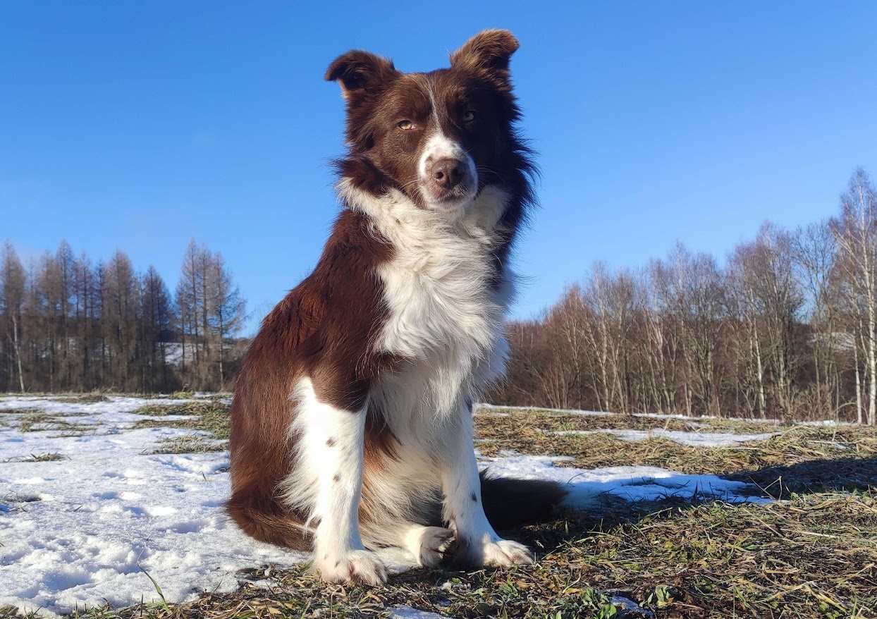 Rasowy Pies Border Collie - TONY z pełną dok. z hodowli do r - 7