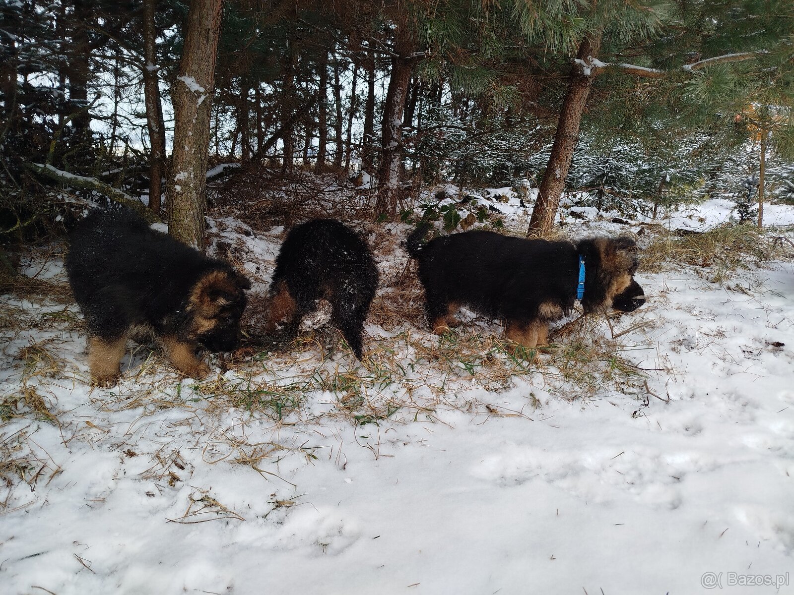 Owczarek niemiecki długowłosy - 7