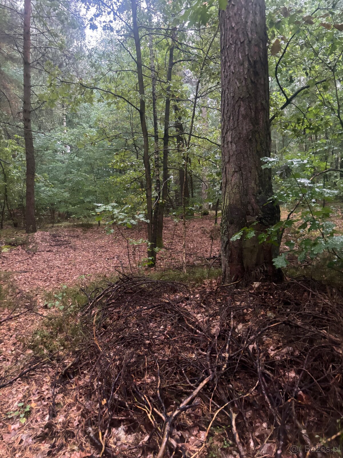 Działka leśna - 7