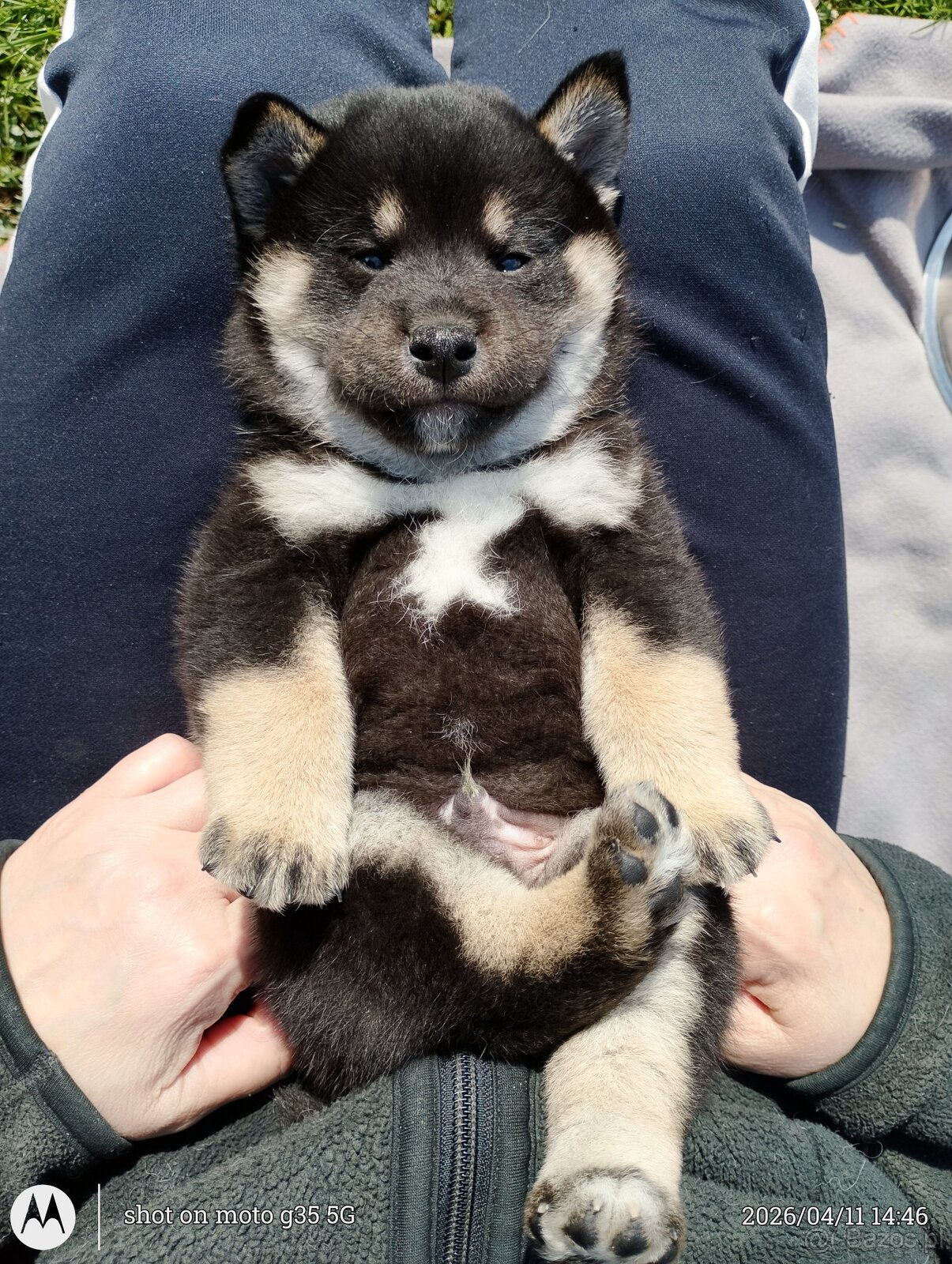 Shiba Inu + Nowy miot + Rezerwacja szczeniąt - 7