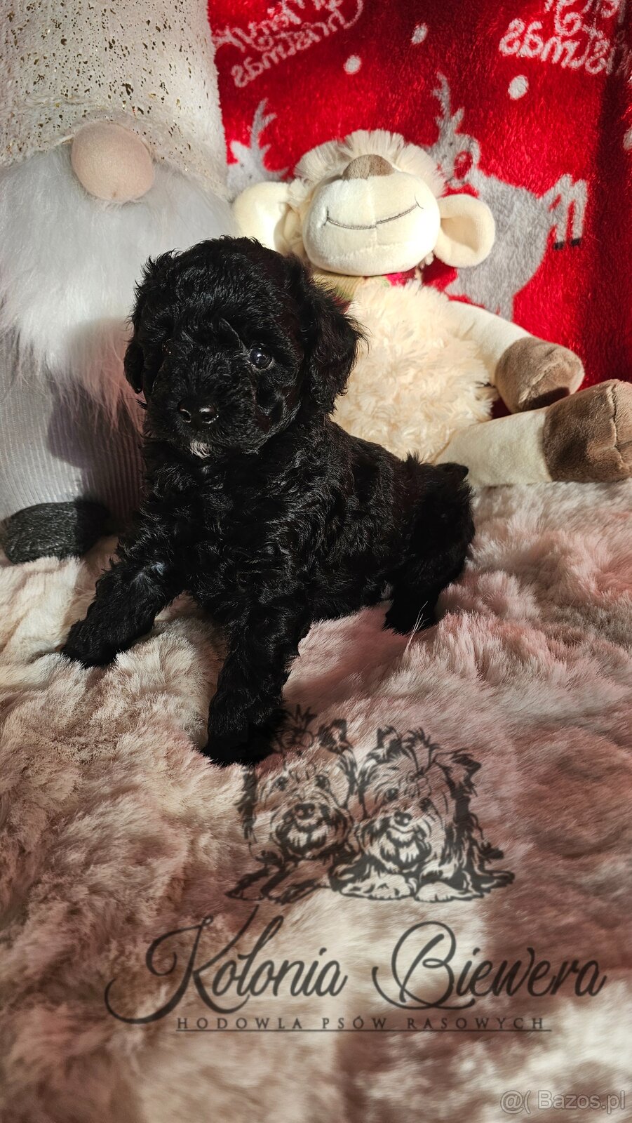 Pudel Toy/Miniaturowy czarny piesek Badania genetyczne Paszp - 7