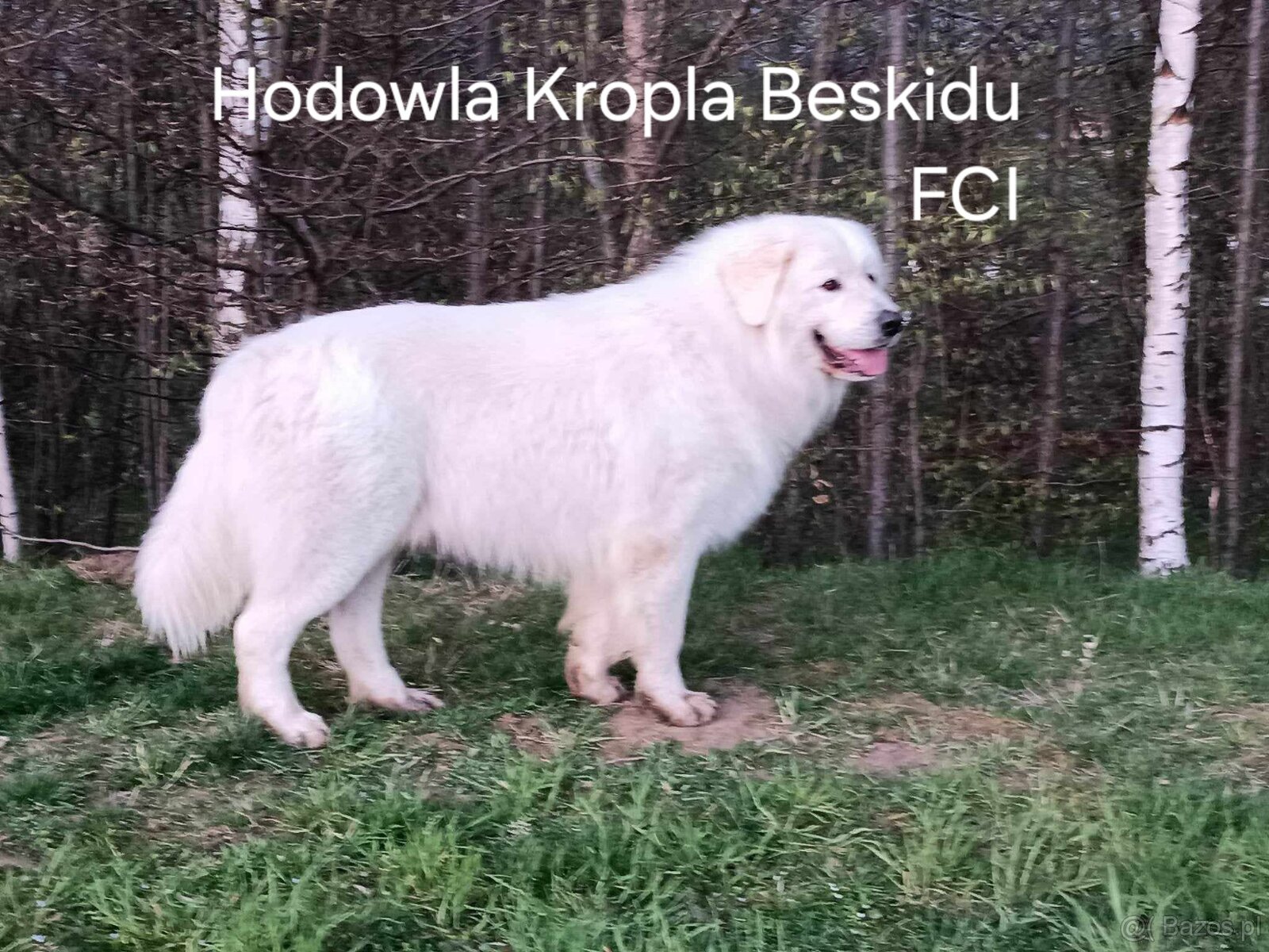 Polski Owczarek Podhalański FCI - 7