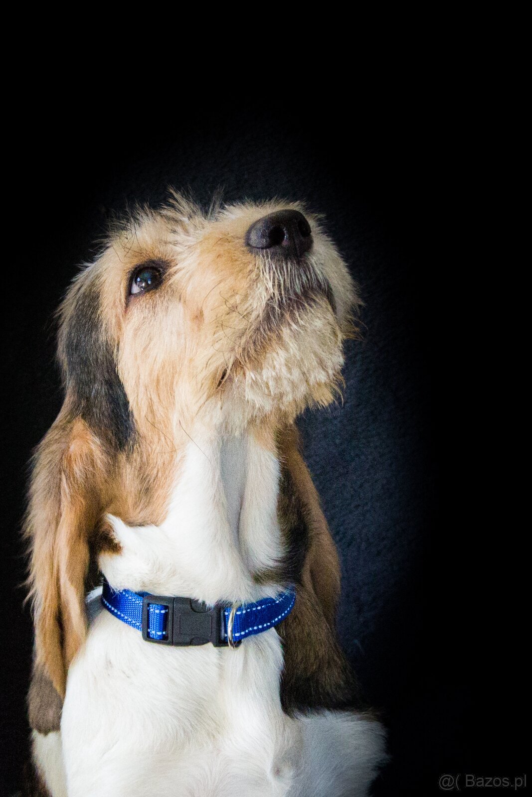 Grand basset griffon vendeen - 7