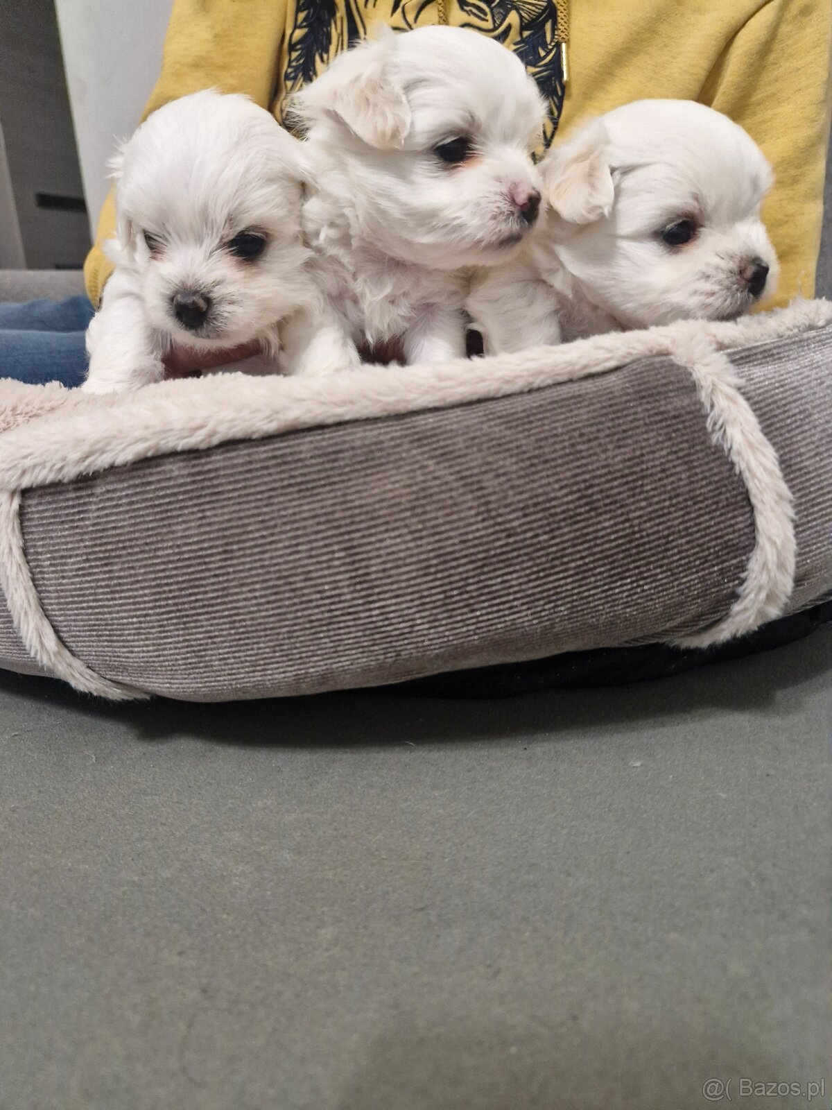 Maltańczyki szczeniaku - 7