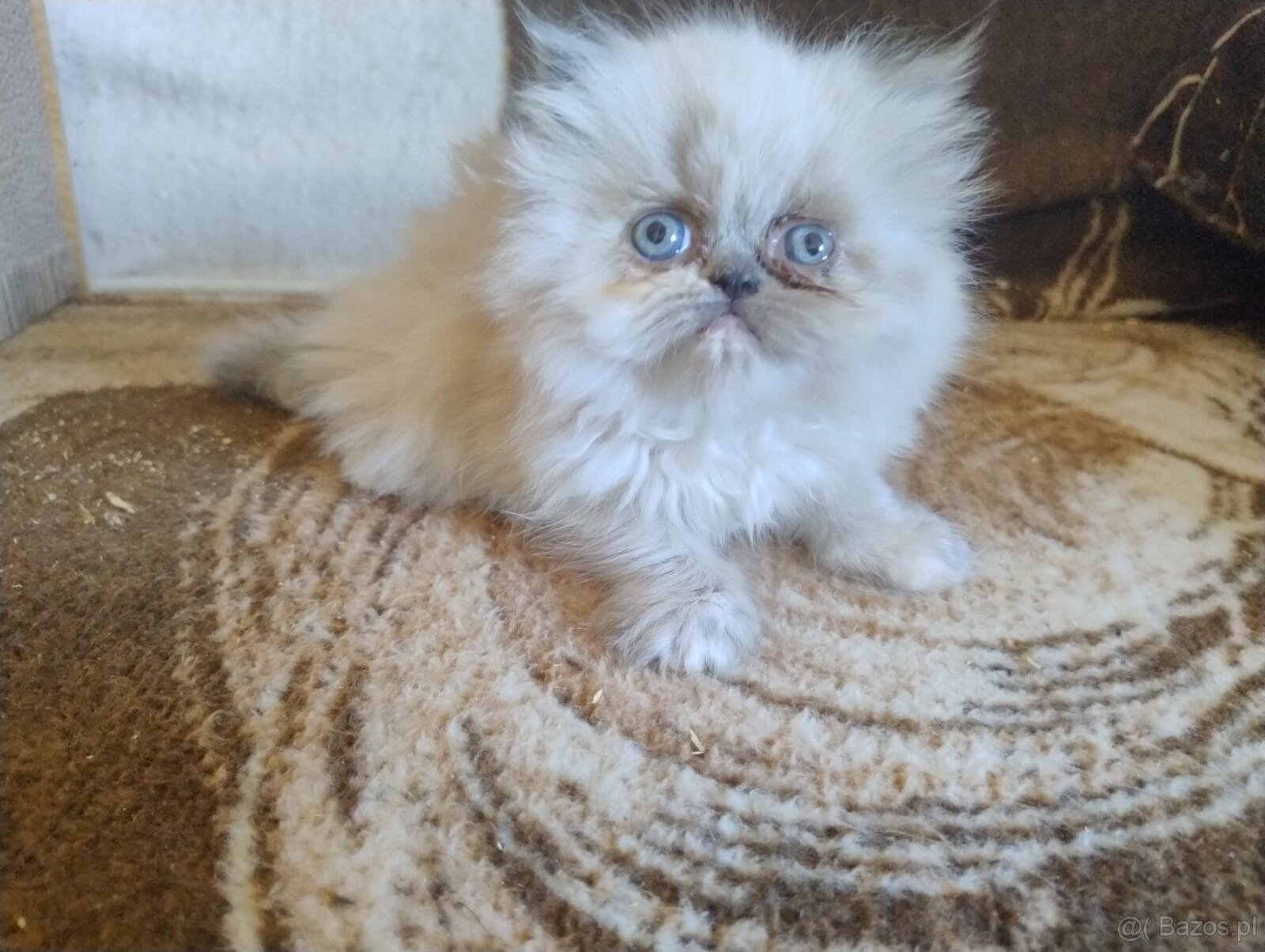 Kocięta długowłose – w typie Perski - 7