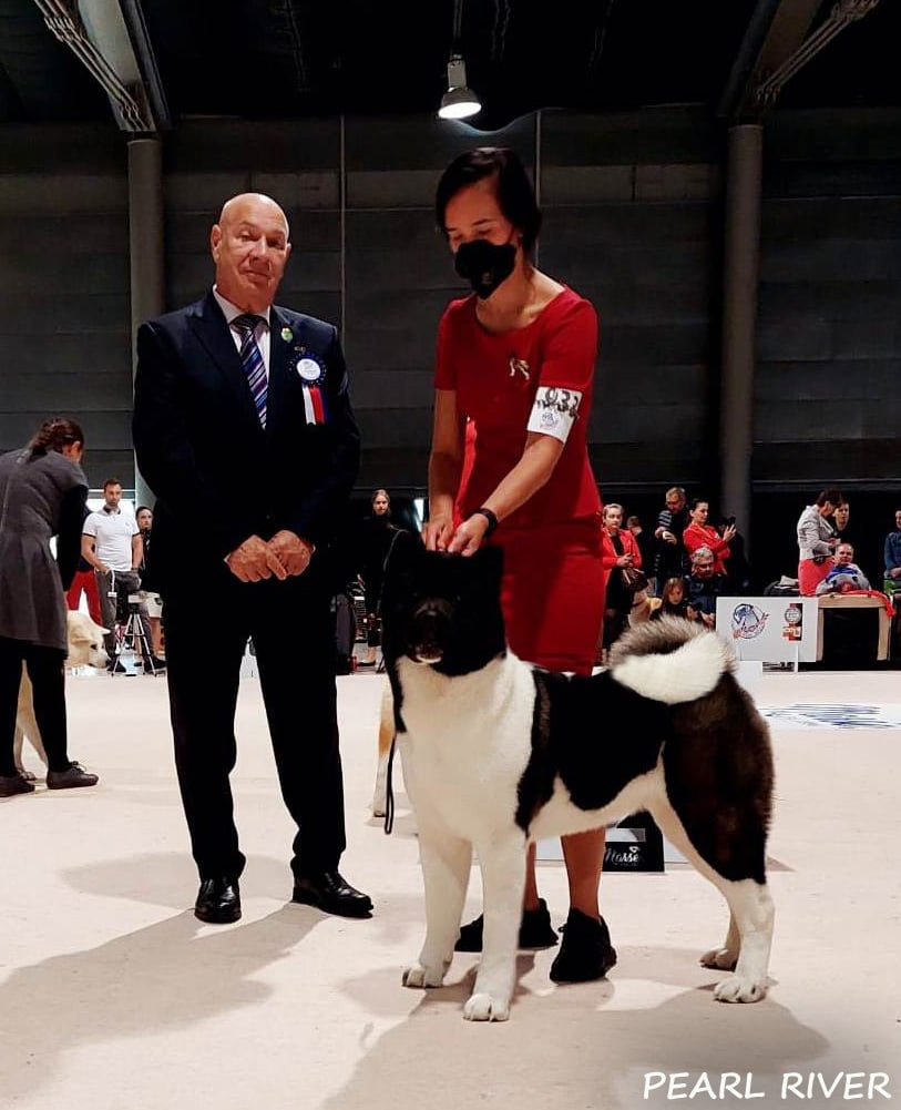 Szczenię rasy akita amerykańska z rodowodem - 7