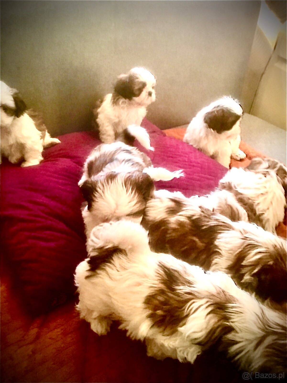 Szczeniaczki shih tzu trikolor - 7
