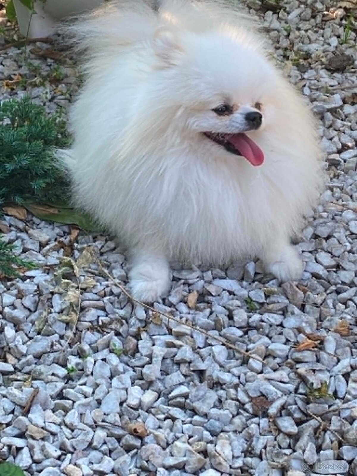 SZPIC MINIATUROWY POMERANIAN PIĘKNY MALUTKI BIAŁY REPRODUKTO - 7