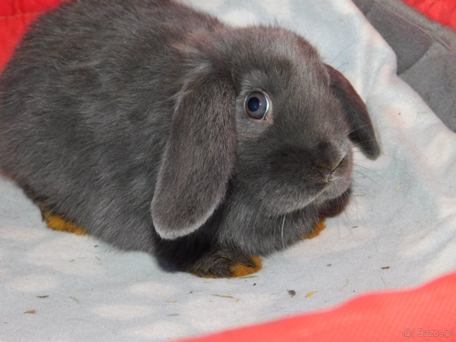 Niebieskie baranki mini lop samiczki - 7