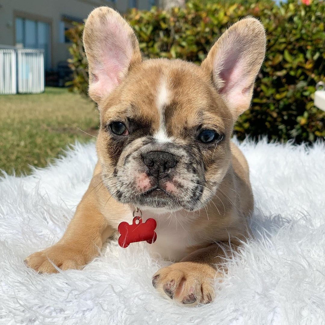 Französische Bulldogge Welpen..+43 678 70413678 - 7