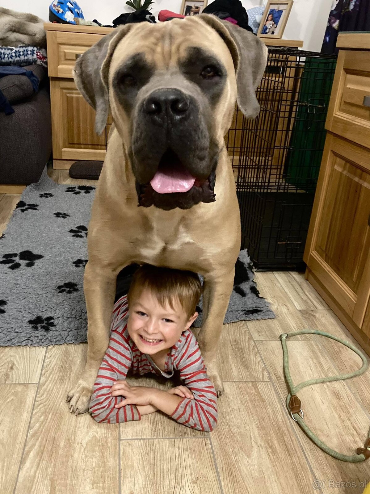 Szczenięta Cane Corso z FCI - 7