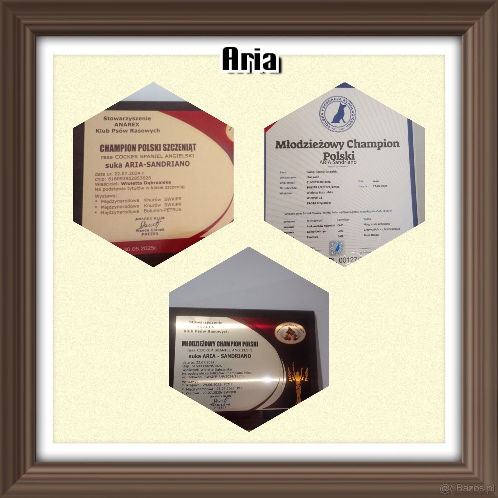 Zapowiedź miotu Cocker spaniel angielski - 7