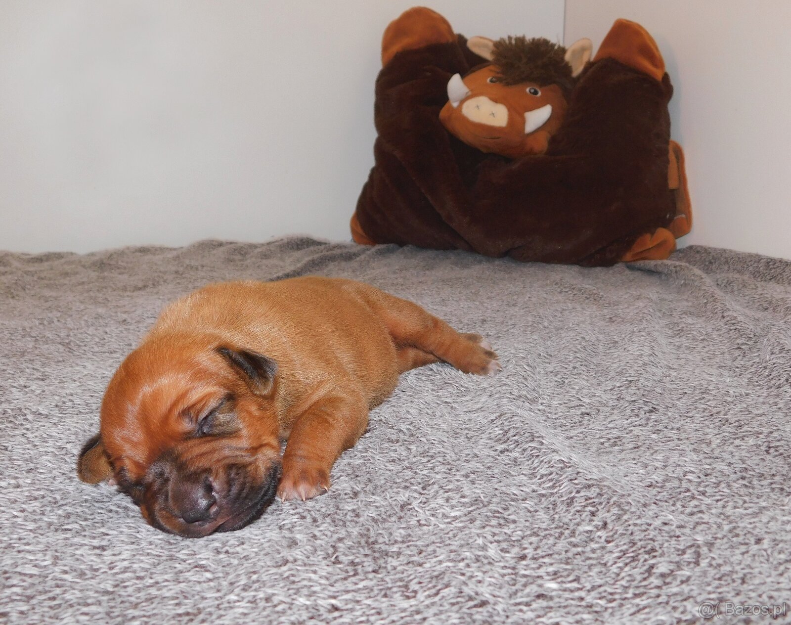 Rhodesian ridgeback- fenka s PP - 7