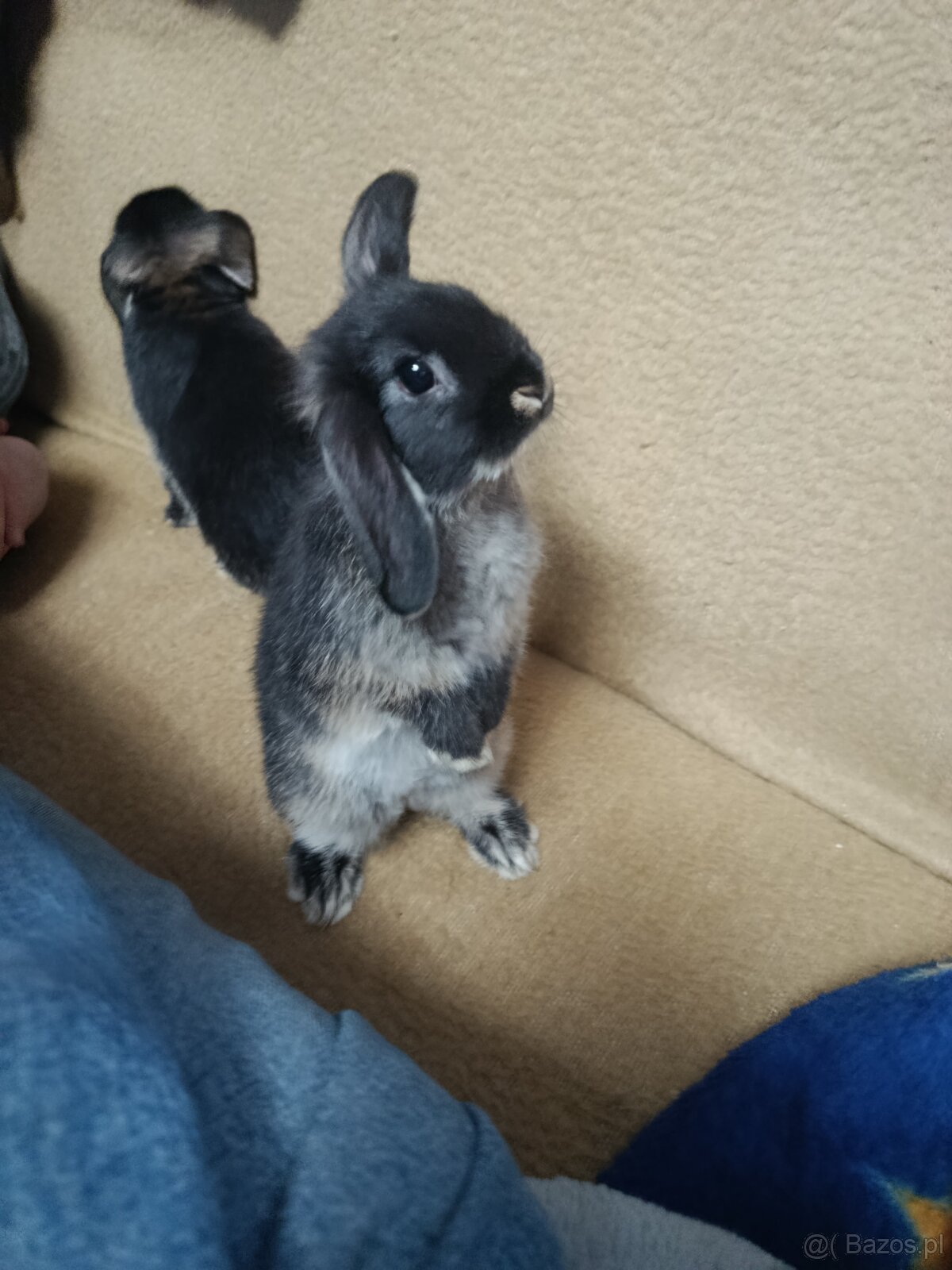 Króliczki mini lop miniaturka baranek - 7