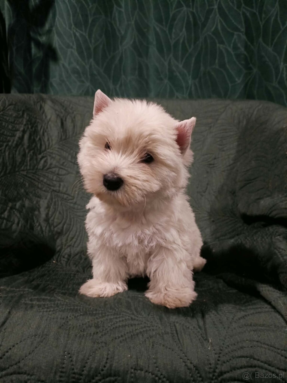 Wzorcowe Westy mega gesty włos white terrier ojciec FCI - 7